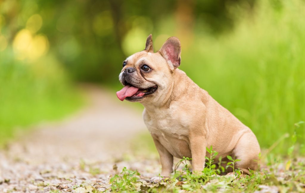 Stjålet hund genforenet med familie efter næsten 3 år – dukker op mere end 300 km væk