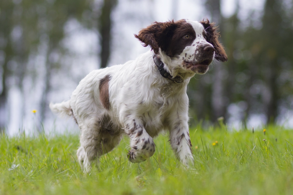 Advarer alle hundeejere: Disse forårsblomster er farlige for din hund