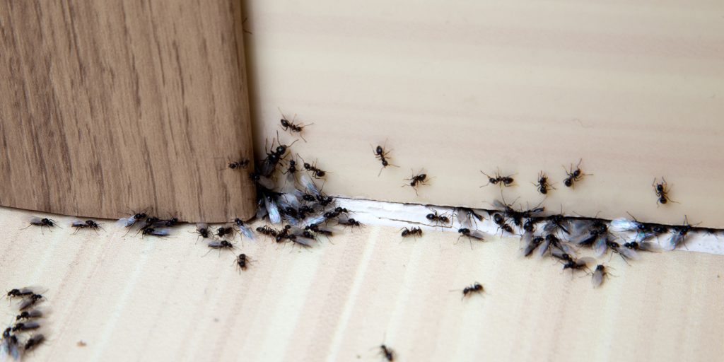 Træt af myrer? Sådan fjerner du nemt og kemikaliefrit myrer fra dit hjem