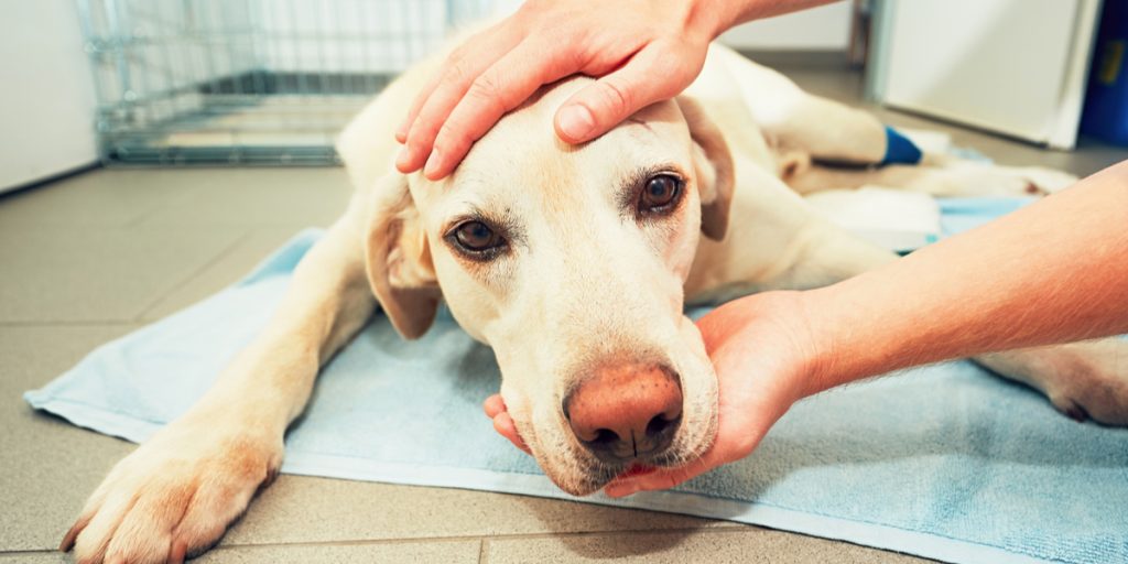 10 symptomer på kræft hos hunde og katte, du ikke må overse