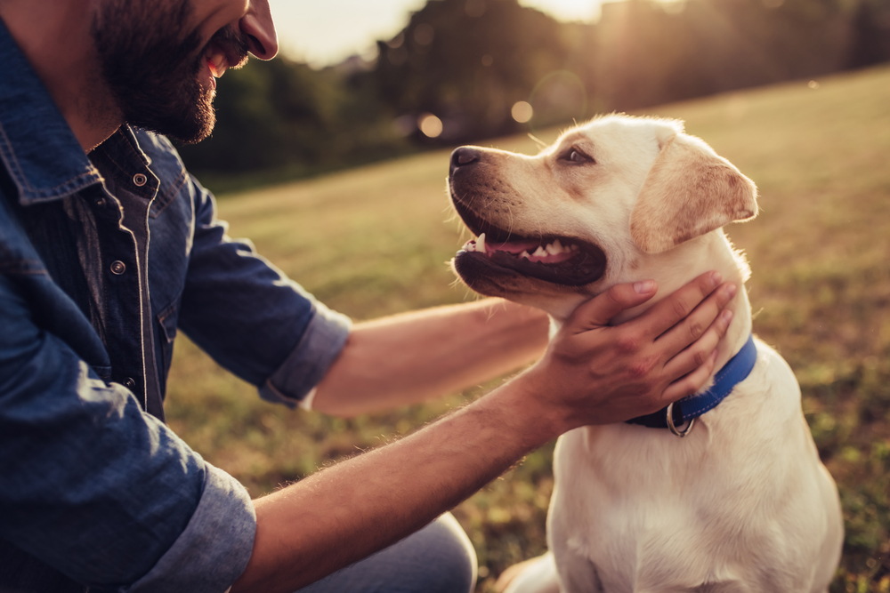 Har din hund brug for akut hjælp? Her er eksperters tips til, hvordan du bedst passer på en syg hund