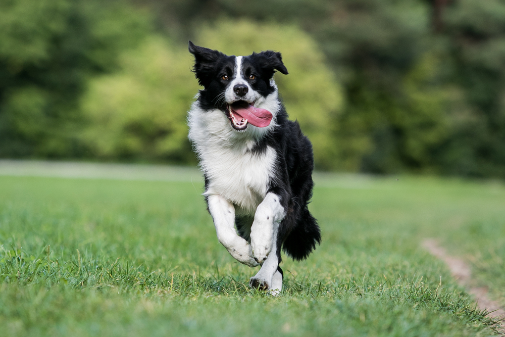 Er din hund én af verdens klogeste? Dette er top ti over verdens klogeste hunderacer