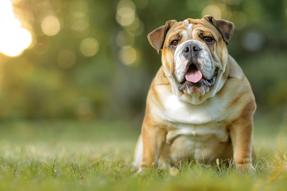 Dyrlæge raser over hundeopdræt: Bulldog får ekstremt ansigtsløft for at trække vejret