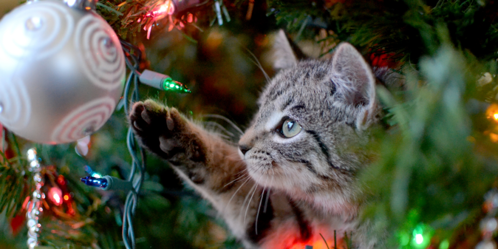 Livsfarlig juleleg – sådan passer du på din kat til jul