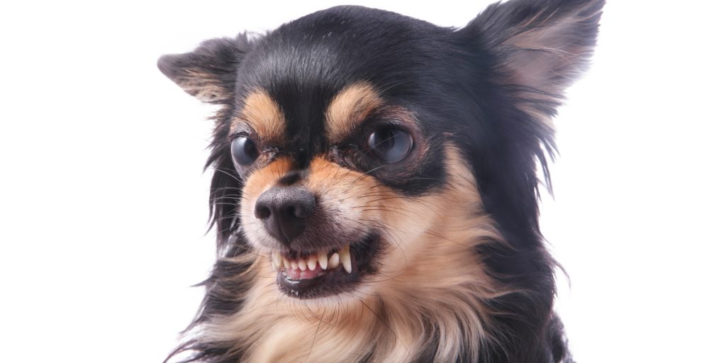 Seks tegn på, at din hund hader dig