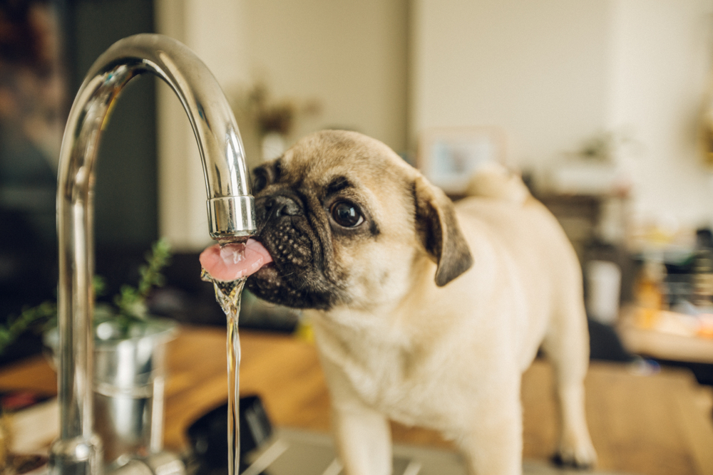 Giver du din hund vand fra hanen? Ekspert forklarer, hvorfor du bør stoppe med det hurtigst muligt