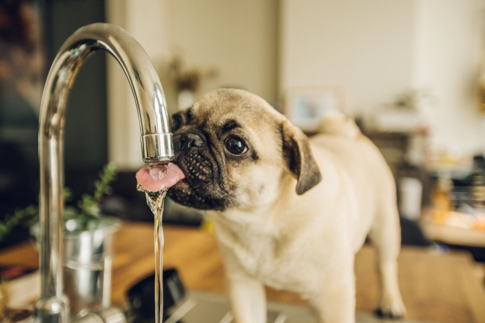 Giver du din hund vand fra hanen? Ekspert forklarer, hvorfor du bør stoppe med det hurtigst muligt