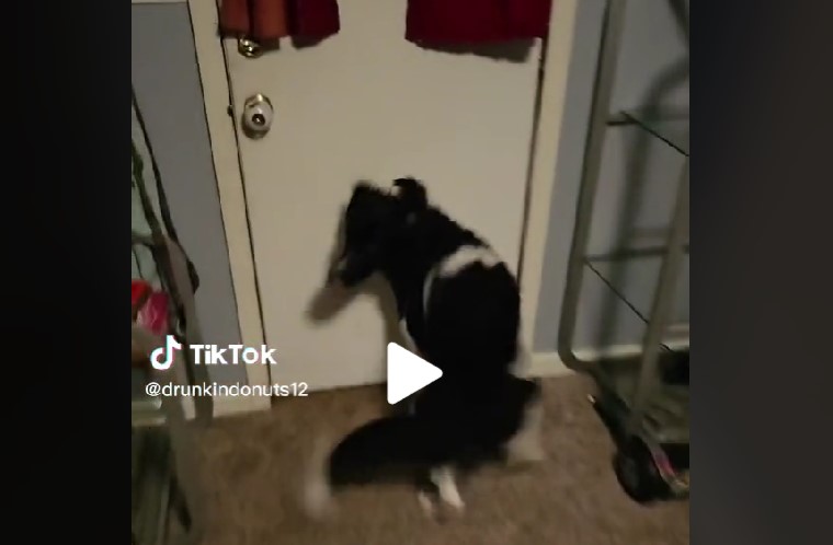 Hund tigger efter gåtur: Du gætter aldrig hvad den gør, da de åbnede døren