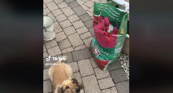 Haveejer hyldes for genialt tip til at ompotte planter