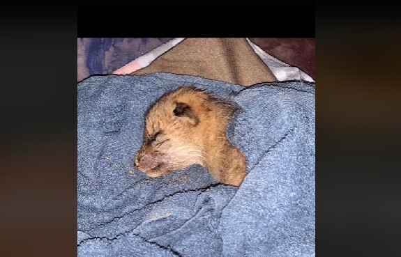 Kvinde finder hvalp efterladt i haven: Viser sig ikke at være en hund