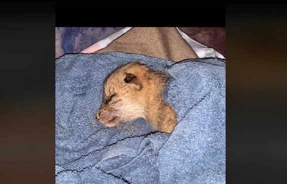 Kvinde finder hvalp efterladt i haven: Viser sig ikke at være en hund