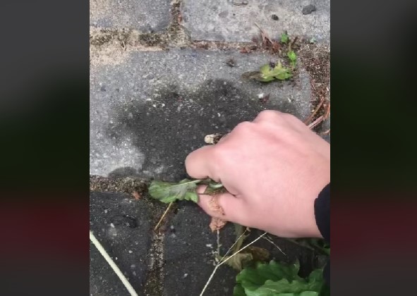 Haveekspert deler smart tip: Sådan fjerner du ukrudt mellem fliser med et snuptag