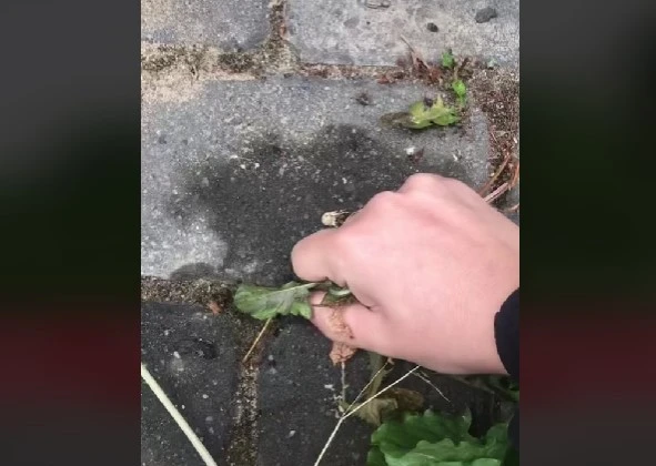 Haveekspert deler smart tip: Sådan fjerner du ukrudt mellem fliser med et snuptag