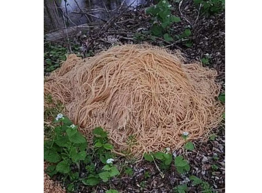 200 kilo pasta fundet ved å: Ingen ved hvor det kommer fra