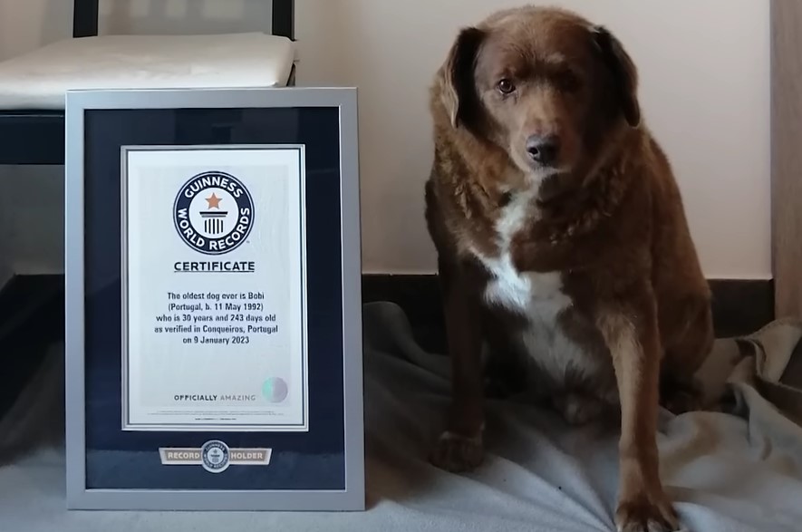 Mød verdens ældste hund: Bobi er lige blevet 31 år