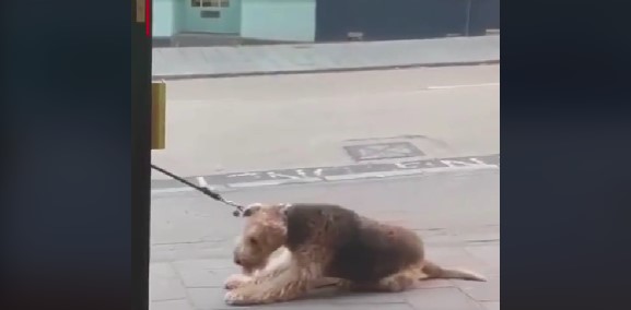 En hund efter våde varer: Ejeren måtte bære den stædige hund fra pubben
