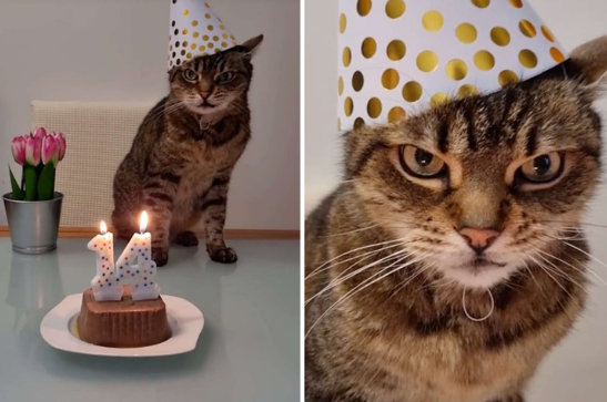 Overrasker sin kat med fødselsdag – det gik slet ikke, som planlagt