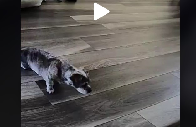 Kvinde troede aldrig hendes hund skulle gå igen: Det hun så ser på overvågningen giver hende et chok