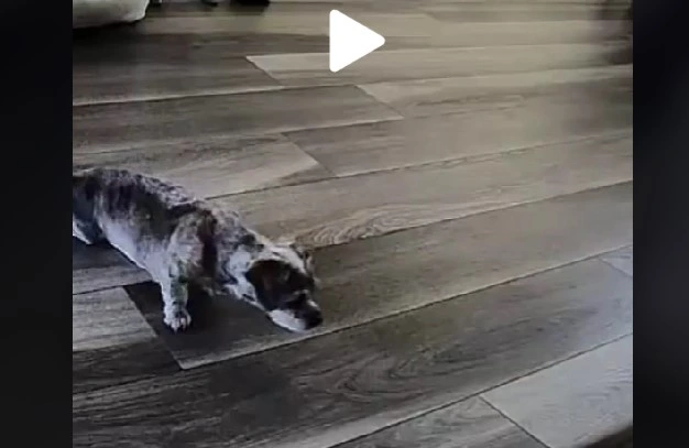 Kvinde troede aldrig hendes hund skulle gå igen: Det hun så ser på overvågningen giver hende et chok