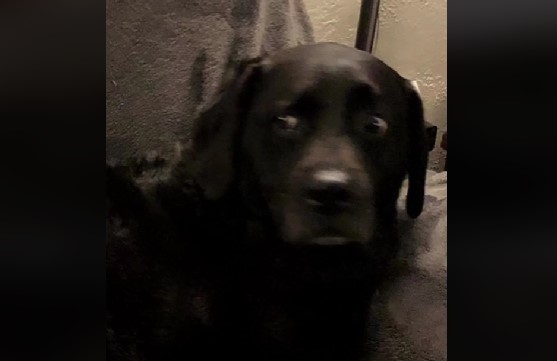 Ejer overrasker hund med hvalpe: Dens reaktion knuser deres hjerter