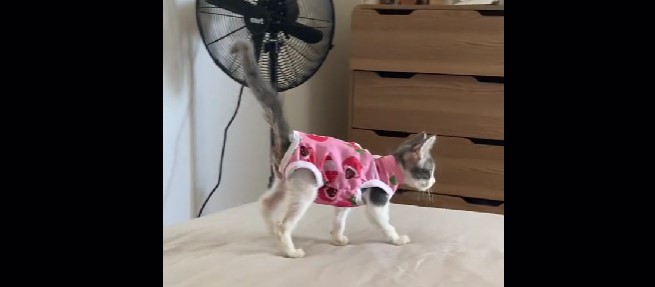 Kvinde adopterer kattekilling: Få måneder senere får hun et chok