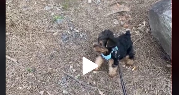 Kvinde brugte 13.000 kr. på en Yorkshire Terrier: “Den ligner en ged”