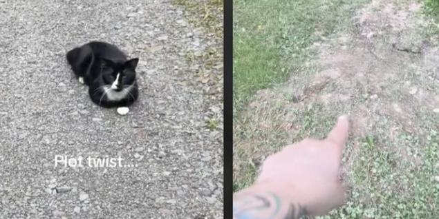 Kvinde begraver kat efter bilulykke – da hun kigger ud på vejen, kan hun ikke tro sine egne øjne
