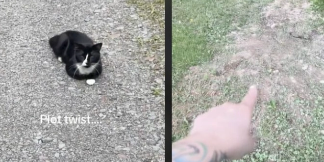 Kvinde begraver kat efter bilulykke – da hun kigger ud på vejen, kan hun ikke tro sine egne øjne