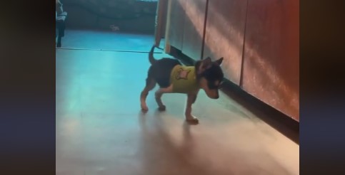Stakkels hvalp får amputeret det ene ben: Hvad den anden hund så gør smelter alles hjerter