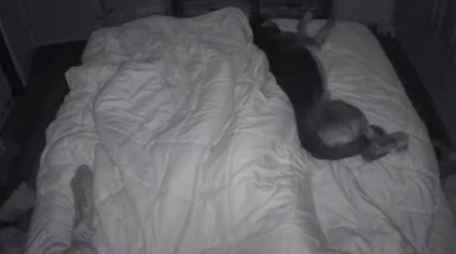 Vild video: Hund fornemmer ejers epilepsianfald, før det kommer