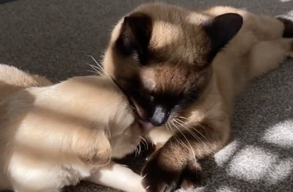 TikTok-brugere er besatte af denne kat: Sjælden katte-adfærd