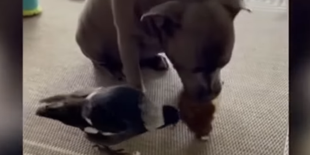 Har du hørt en skade gø? Det kræver bare, den skal være opdraget af en hund …