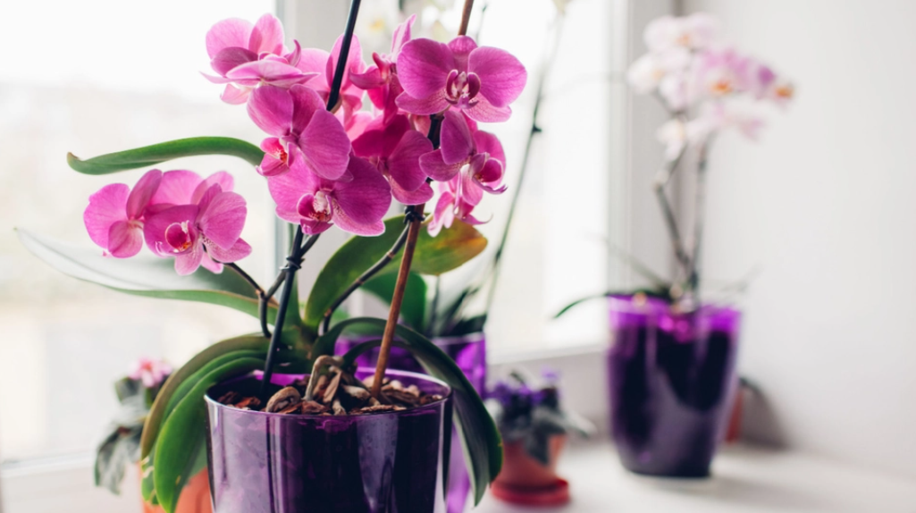 Vil du have din orkide til at blomstre igen og igen? Prøv dette trick