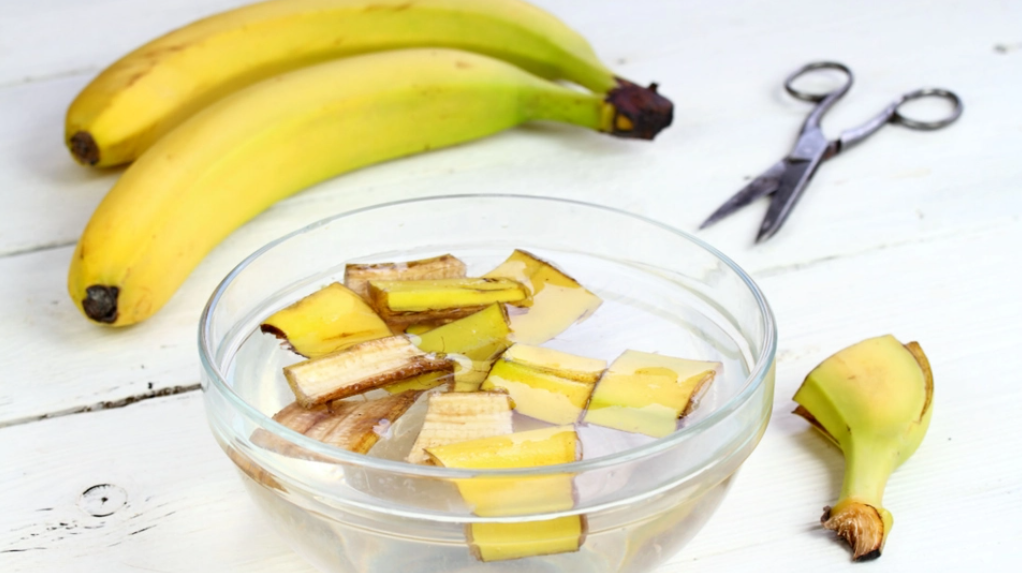 Hyldes som vidunermiddel for planter: Sådan laver du bananvand