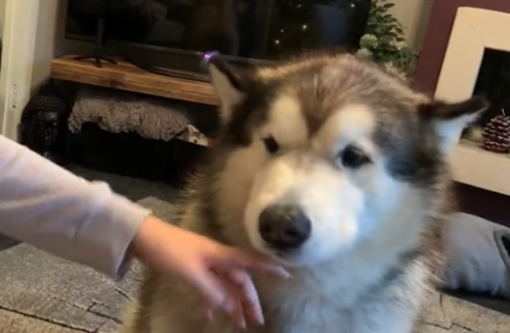 Her er hunden, der bogstavelig talt siger ‘Woof’: Lyt selv med her