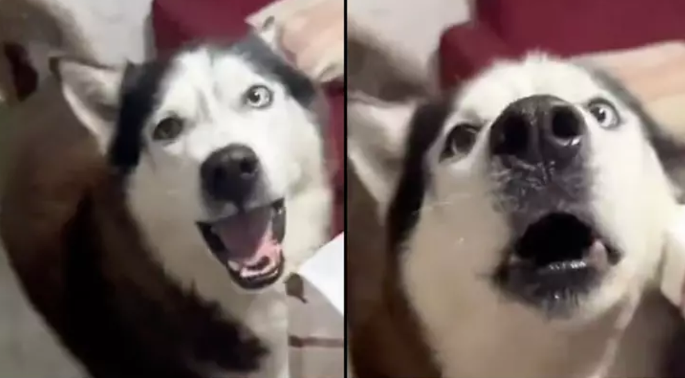 Når accenten smitter: Husky “taler” italiensk med sin ejer