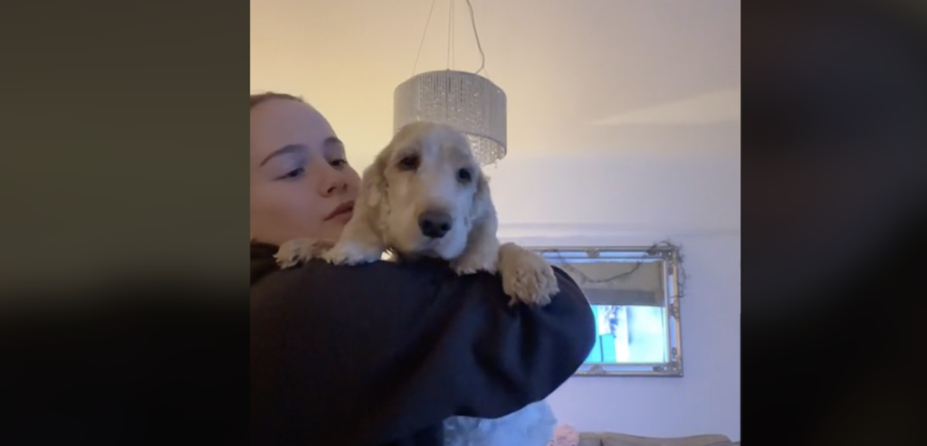 Sjovt chokoladeuheld blev en dyr lærestreg: Pas på din hund i julen