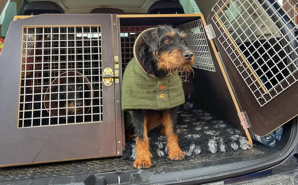 Kvinde slår alarm, da hendes hund forsvinder i skoven: Udvikler sig til kompliceret redningsaktion