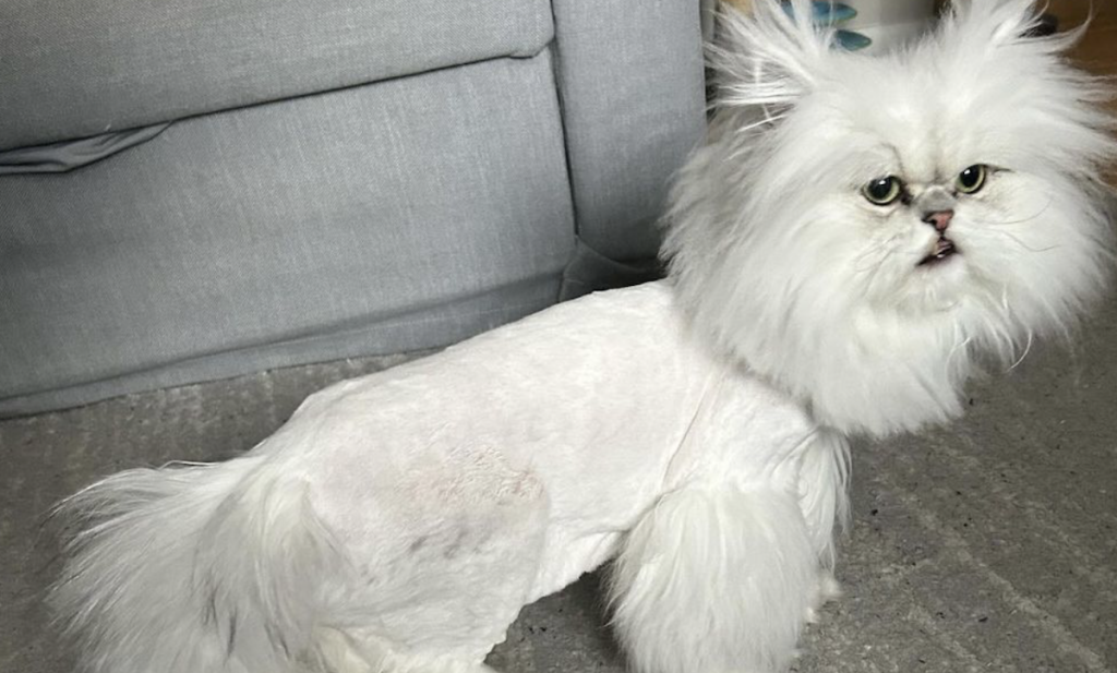 Ejer i chok efter frisørens kreative klip af katten