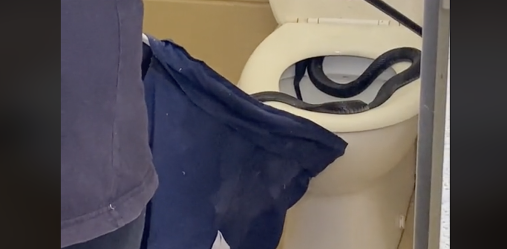 Chokerende opdagelse på offentligt toilet: Slange fundet i klosetskålen