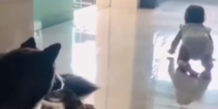 Fantastisk video viser hund redde babys liv