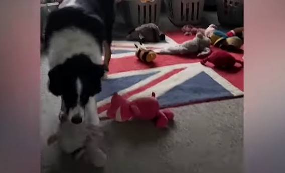Er Max den klogeste hund? Kan genkende 231 forskellige ord