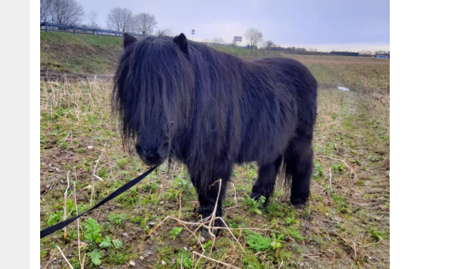 Politiet efterlyser ejeren: Er det din pony?