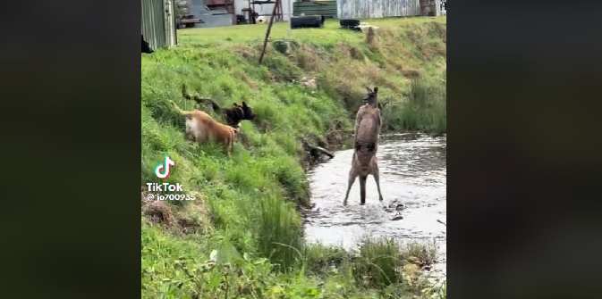 Se den vilde video: Kænguru kæmper mod helt flok hunde