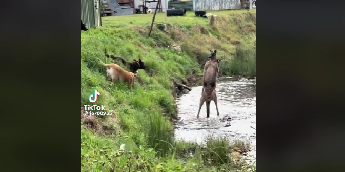 Se den vilde video: Kænguru kæmper mod helt flok hunde