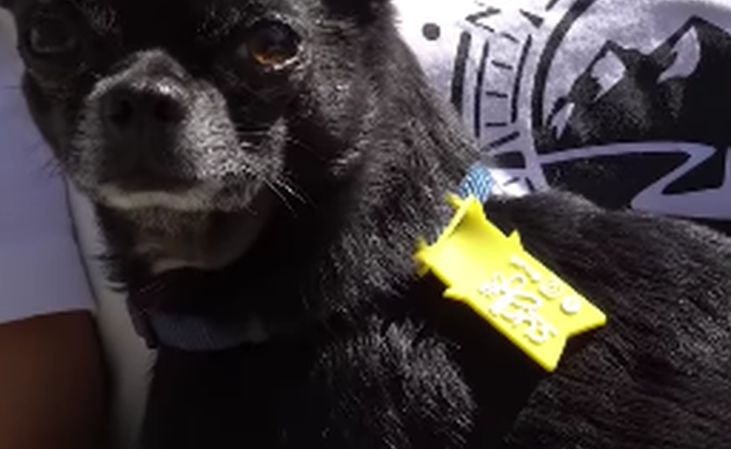 Det betyder det, hvis en hund har et gult skilt