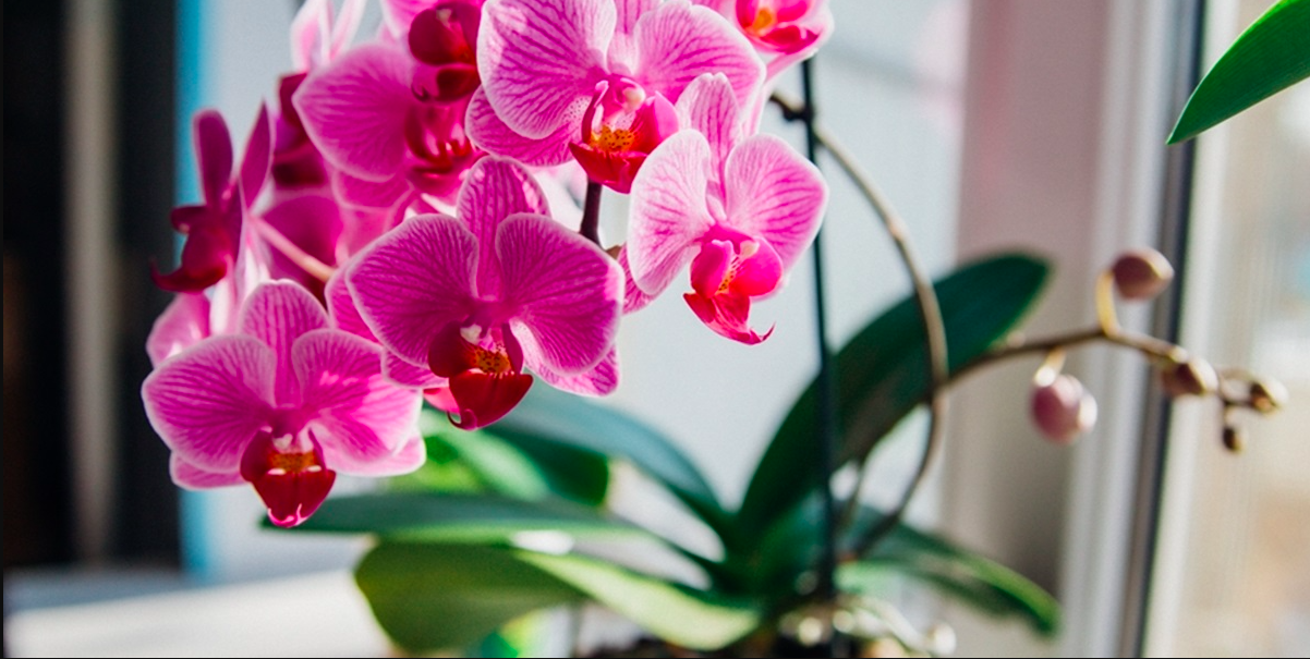 Læg dette i mulden en gang i måneden. Din orkide vil være sprængfyldt med blomster.