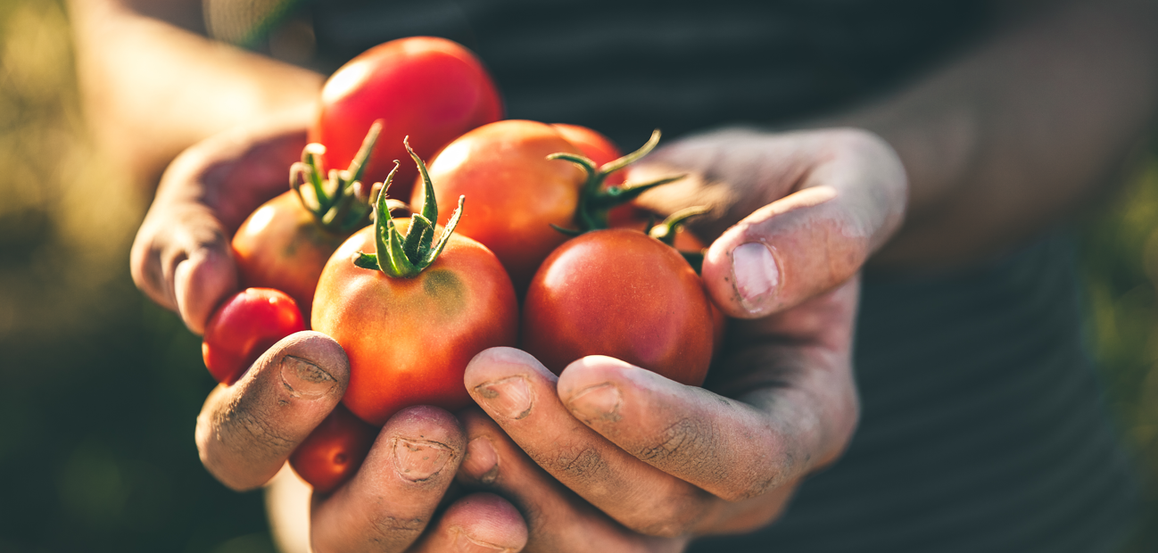 Derfor blomstrer dine tomater ikke – og hvad du nemt kan gøre ved det