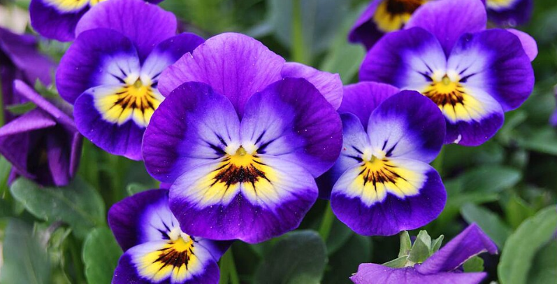 Du kan få flotte blomster fra hornviolen to gange i året: Alt det kræver er denne nemme teknik