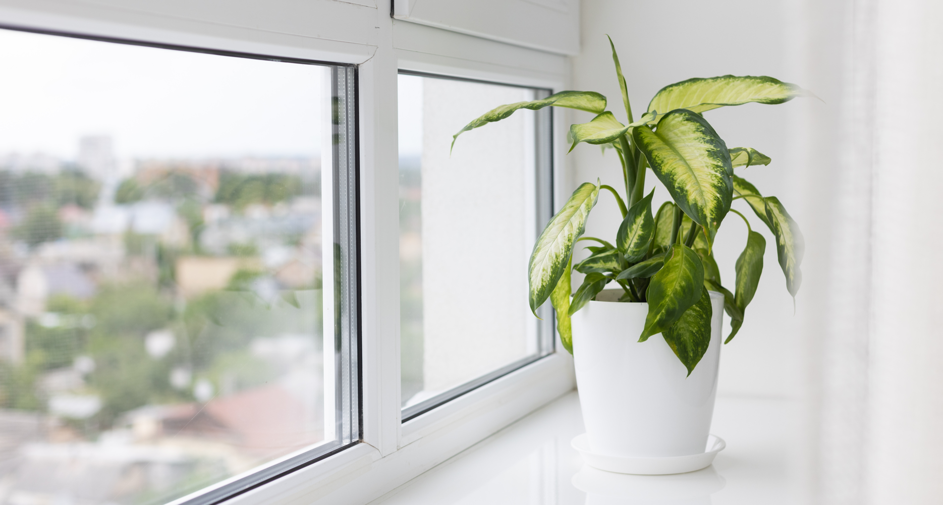 Har du én af disse 5 planter derhjemme? Så bør du smide dem ud straks